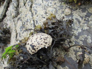 Oystercatcher Sea Kayaking Tours Glengarriff Bay