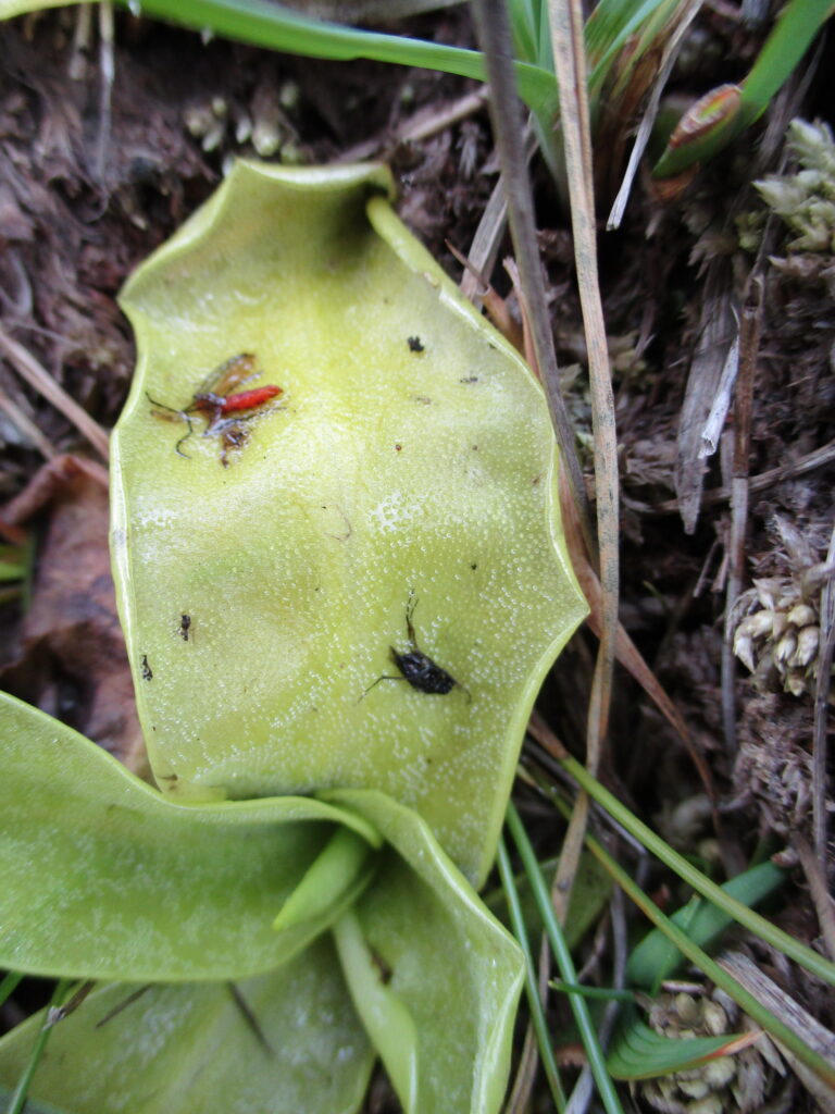 Butterwort - Carnivorous Plant - Irish Mountains