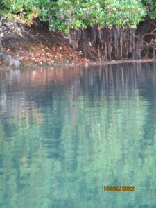 Kingfisher Dawn Sunrise Kayaking Trips Glengarriff Bay