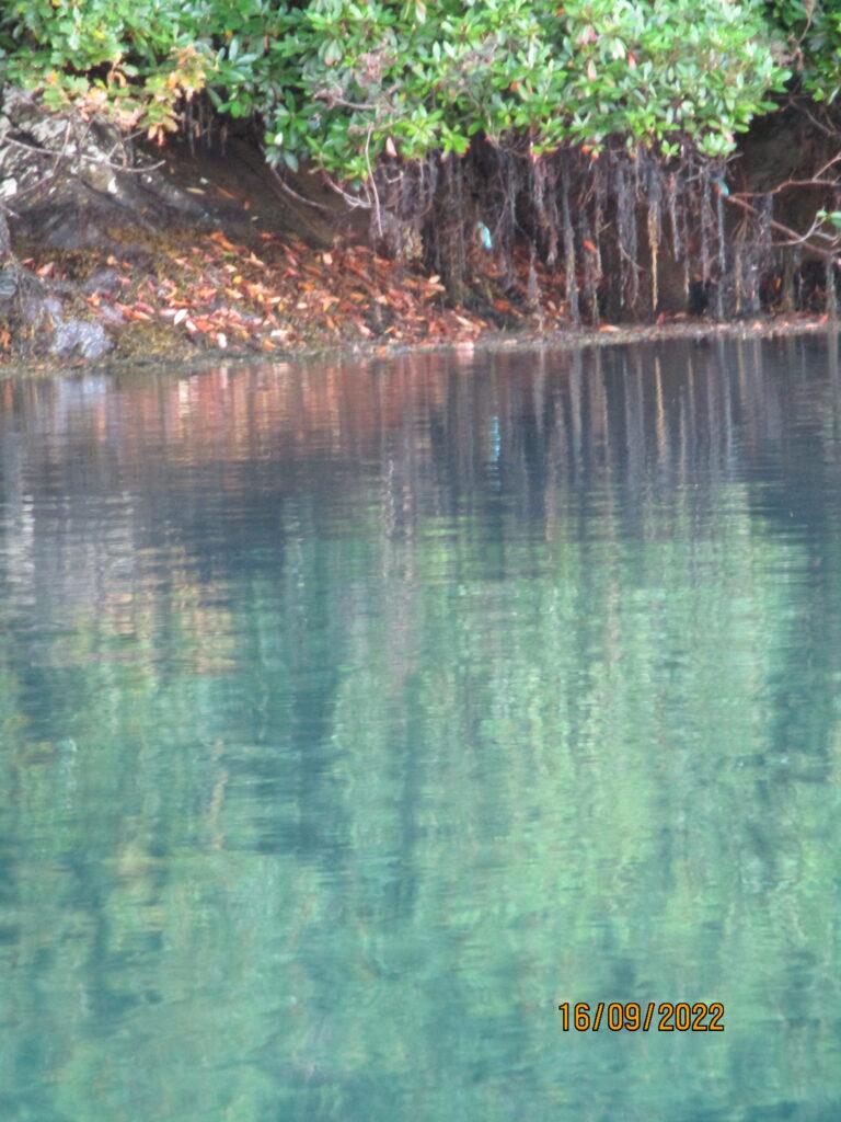 Kingfisher Dawn Sunrise Kayaking Trips Glengarriff Bay