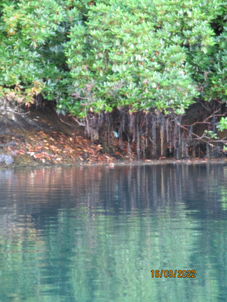 Kingfisher Dawn Sunrise Kayaking Trips Glengarriff Bay