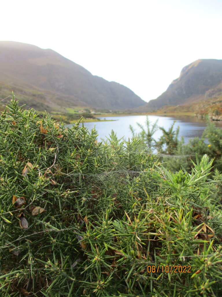 Two Spots Available For Lowland Leader Training - Glengarriff - 11th & 12th March