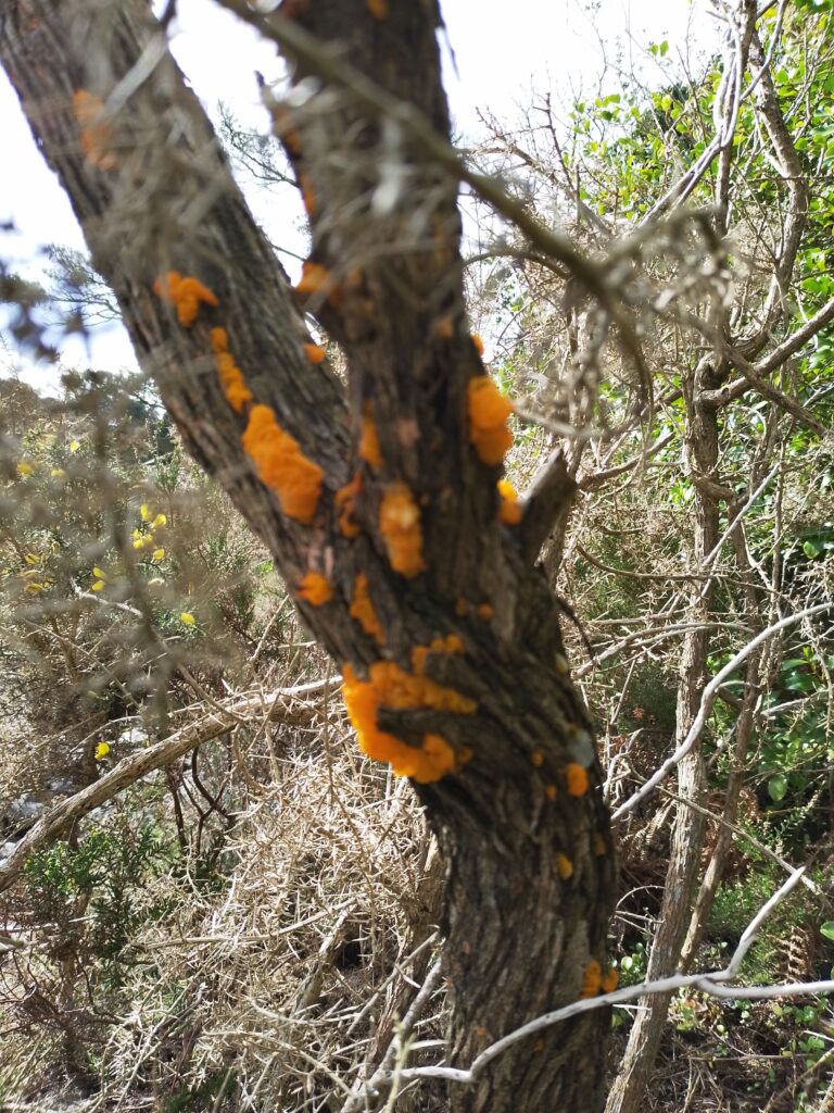 Bushcraft Skills 1 This Coming Weekend - Glengarriff/Cork