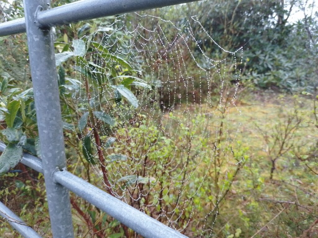 Bushcraft Skills 1 This Coming Weekend - Glengarriff/Cork