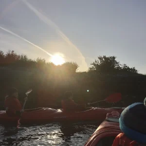 Cygnets Taking Their Very First Swim This Morning