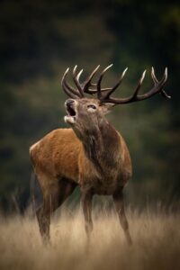 Why So Many Sika Deer And So Few Red Deer?
