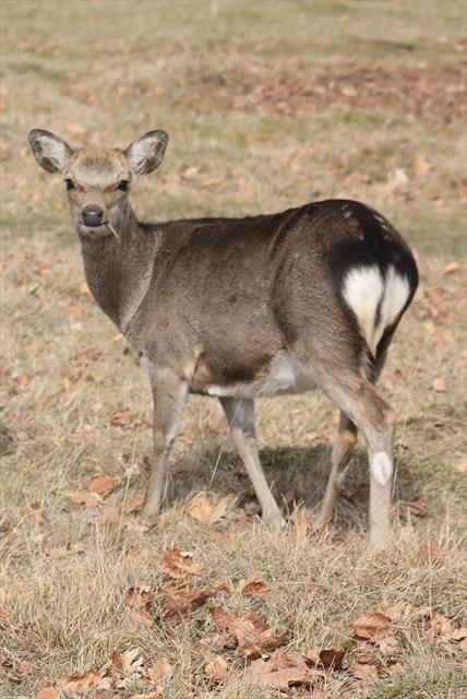 Why So Many Sika Deer And So Few Red Deer?