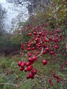Some Winter Foragibles