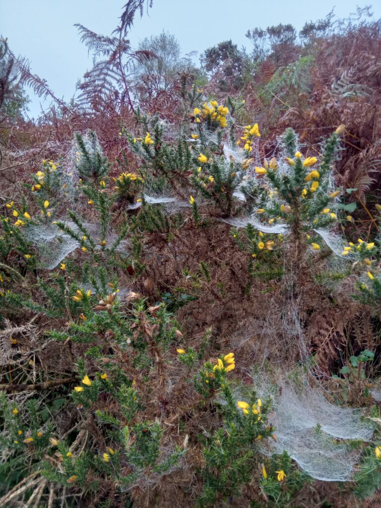 Dry & Misty Mountain Skills 1 Training Course On The Caha Mountains