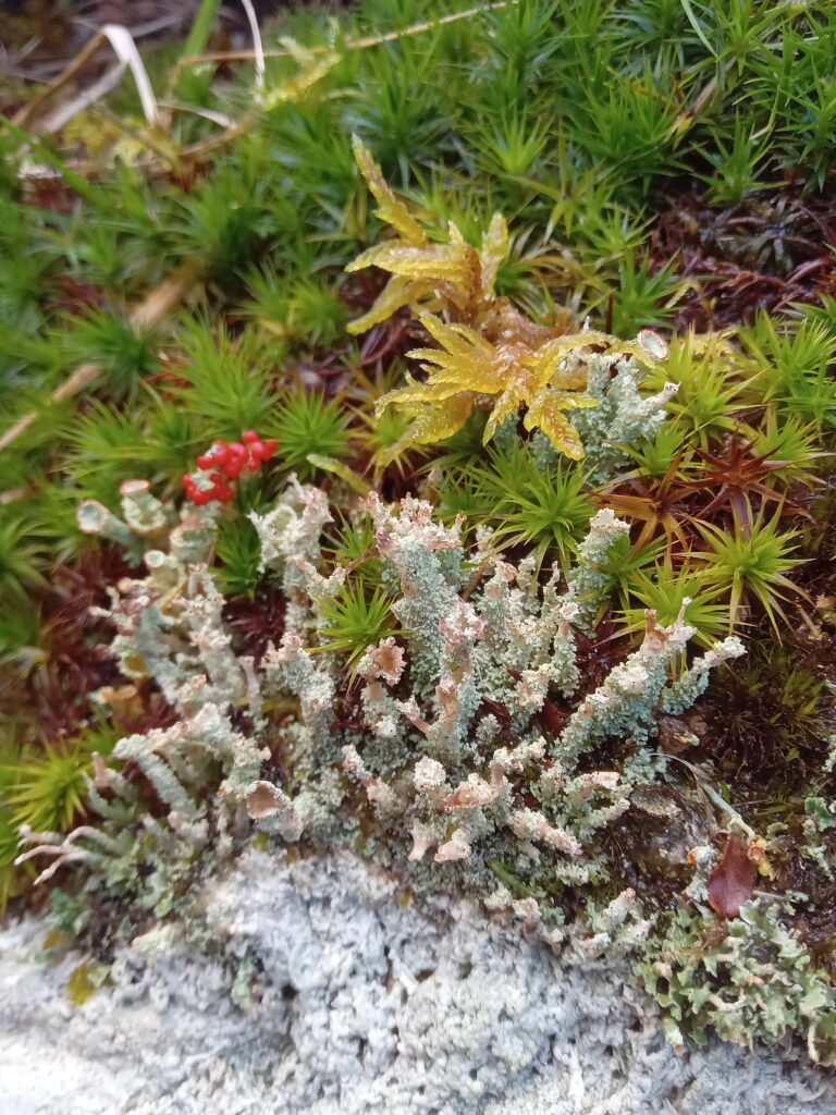 Blustery Mountain Skills Course In The Kerry Hills