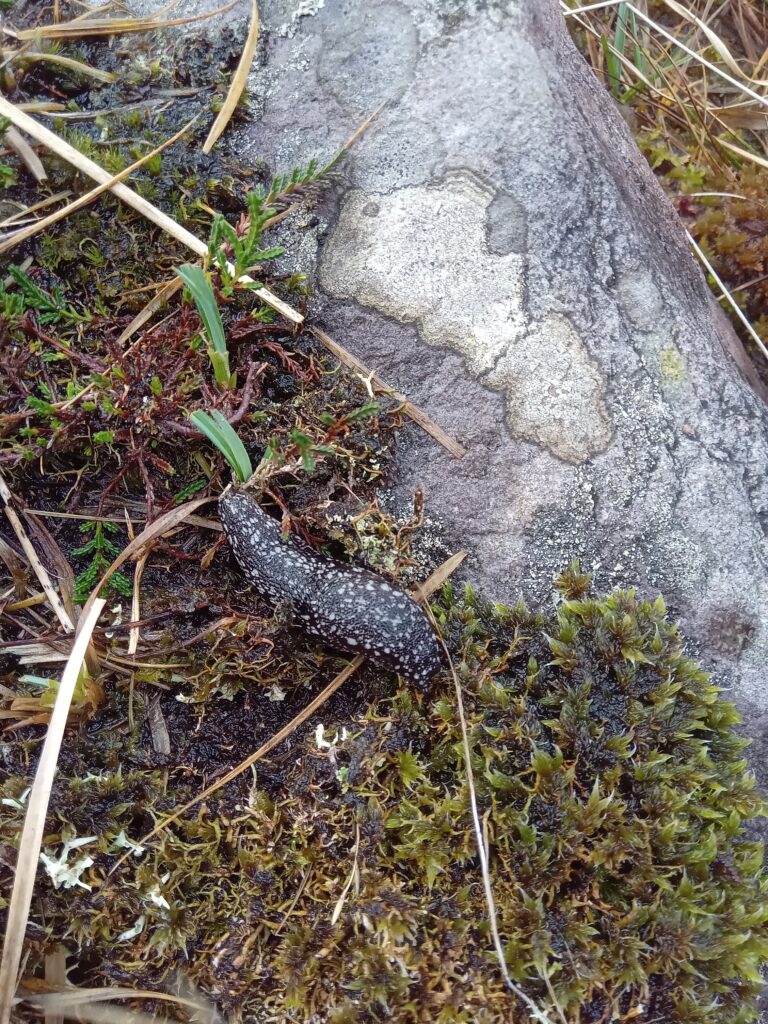 Blustery Mountain Skills Course In The Kerry Hills