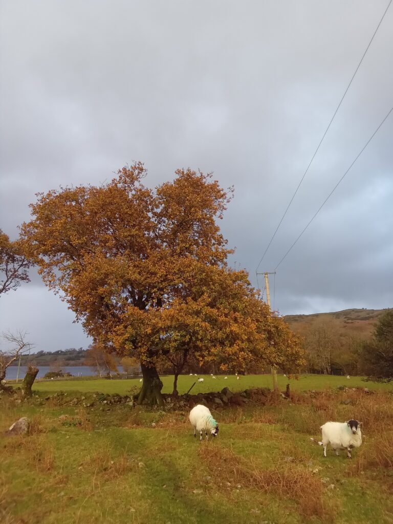 Blustery Mountain Skills Course In The Kerry Hills