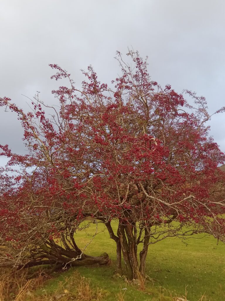 Blustery Mountain Skills Course In The Kerry Hills