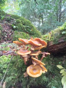 Where can I develop my knowledge of Irish plants, trees, folklore, legend and history?