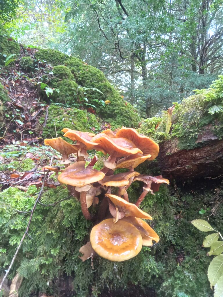 Where can I develop my knowledge of Irish plants, trees, folklore, legend and history?