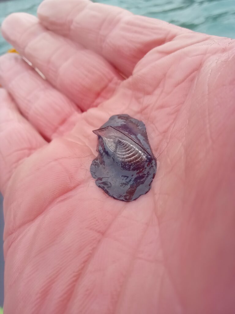 By The Wind Sailor, In Bantry Bay