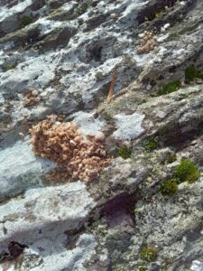 Regurgitated Owl Gizzard Pellet