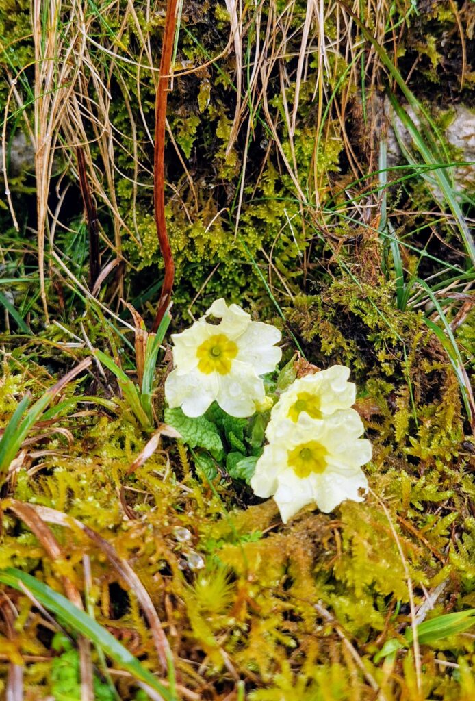Lowland Leader Training Ireland Nathan Kingerlee