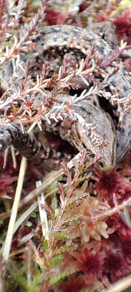 Sleepy Lizard On The Hill