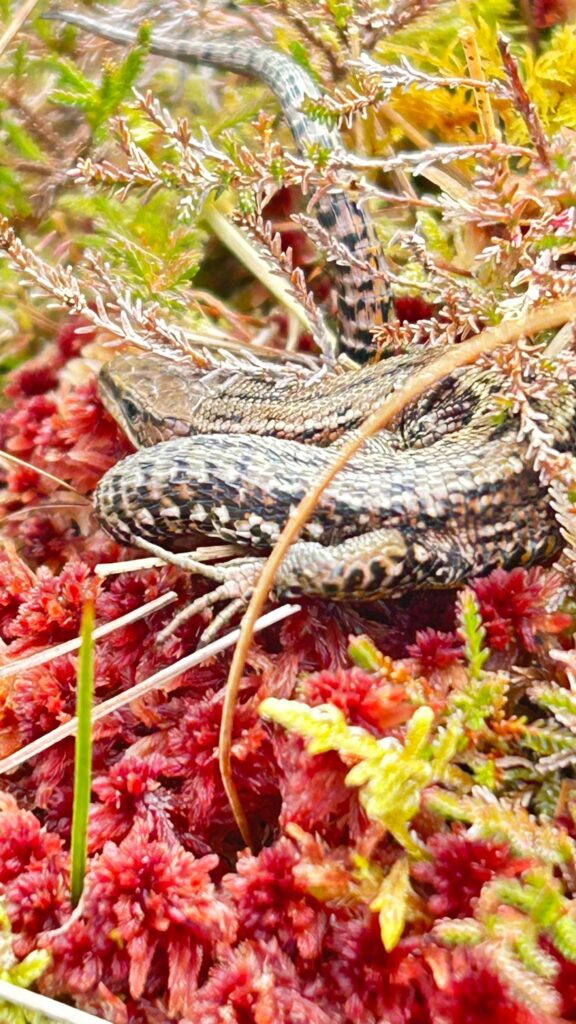 Sleepy Lizard On The Hill