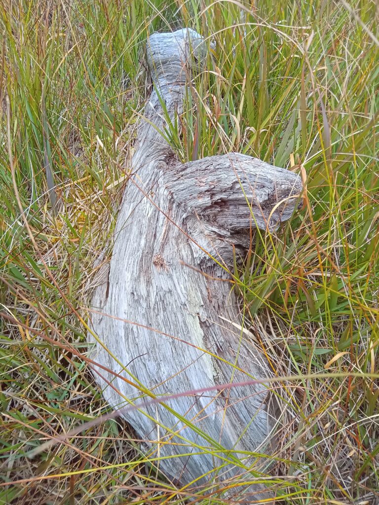 Petrified Bog Oak Or Black Oak
