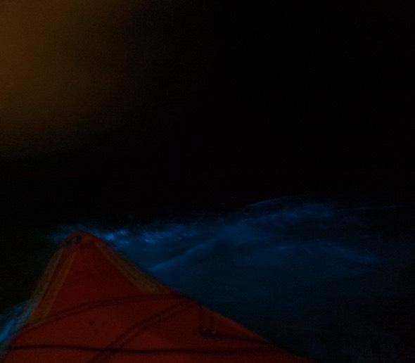 Bioluminescence Night Kayaking Still Running Strong In Glengarriff Bay This November