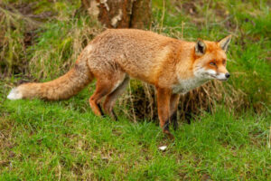 Fox will Generally Pounce In A North Easterly Direction